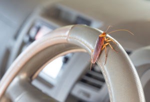 How to Get Rid of Roaches in a Car - Cash Cars Buyer